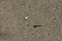 Semblis phalaenoides