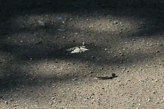 Semblis phalaenoides