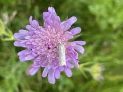 Crambus pratella