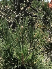Pinus muricata