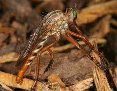 Diogmites angustipennis