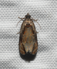 Zomaria interruptolineana