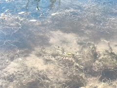 Hyla arborea