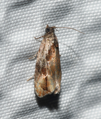 Zomaria interruptolineana