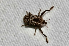 Episcirrus brachialis