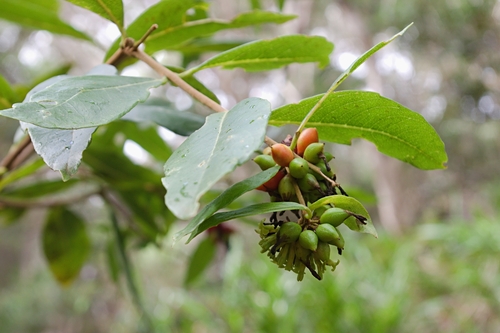 Wikstroemia furcata observed 2021-12-17
