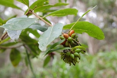 Wikstroemia furcata