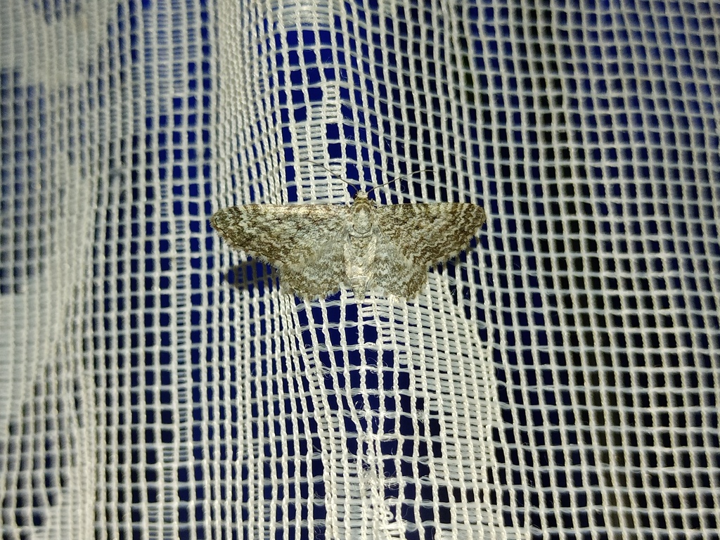 Eupithecia graphata setaceata