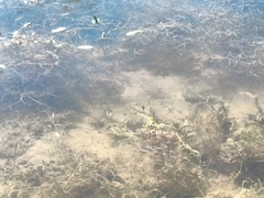 Hyla arborea