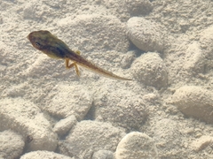 Hyla arborea
