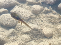 Hyla arborea