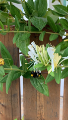 Bombus terrestris dalmatinus