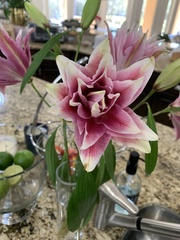 Crinum bulbispermum