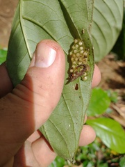 Heteromitobates discolor