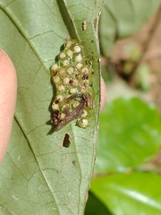 Heteromitobates discolor