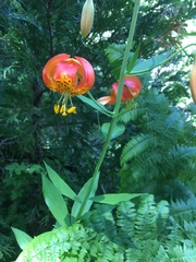 Lilium pardalinum shastense