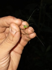 Metarthrodes longipes