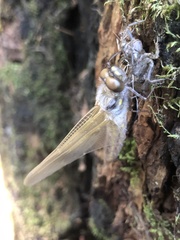Libellula quadrimaculata