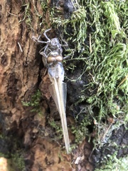 Libellula quadrimaculata