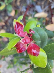 Exobasidium arctostaphyli