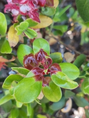 Exobasidium arctostaphyli