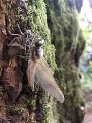 Libellula quadrimaculata