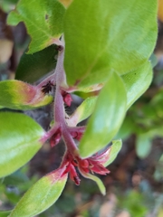 Exobasidium arctostaphyli