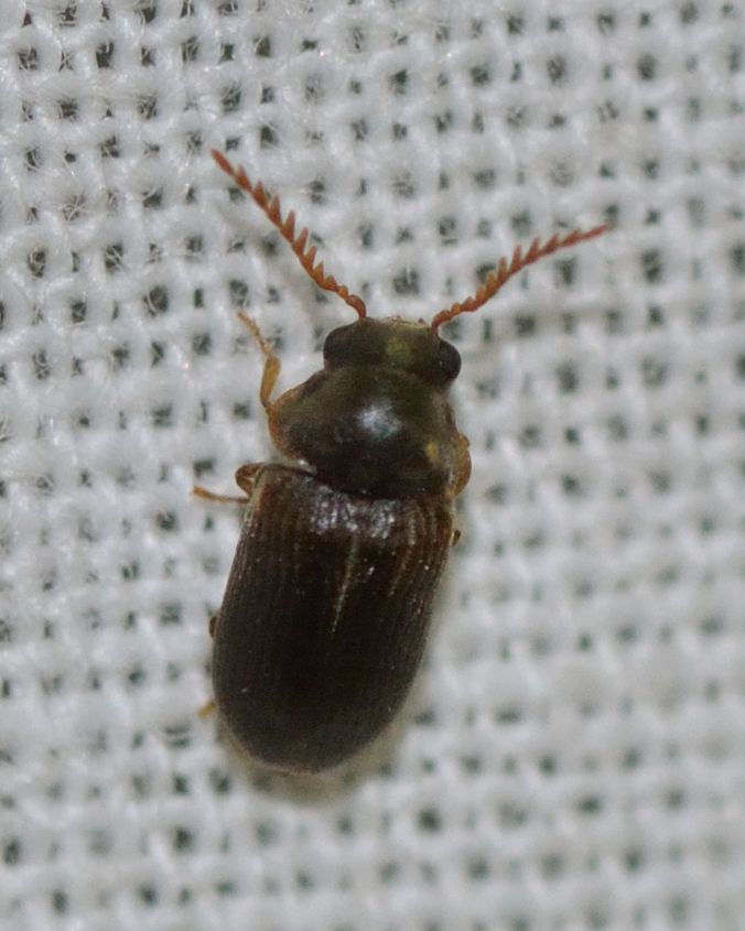 Xyletinus pectinatus