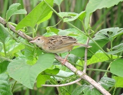Cisticola juncidis