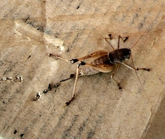 Pediodectes bruneri