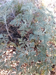 Artemisia pontica