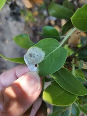 Exobasidium arctostaphyli