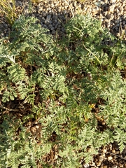 Artemisia pontica
