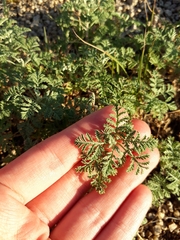 Artemisia pontica