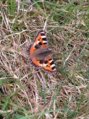 Aglais urticae