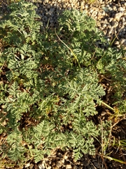 Artemisia pontica