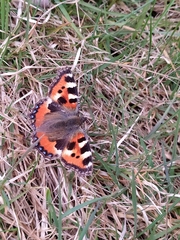 Aglais urticae