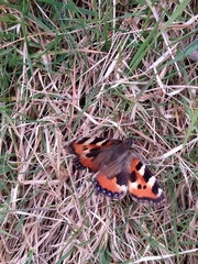 Aglais urticae