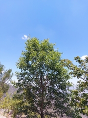 Quercus gravesii