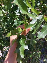 Quercus gravesii