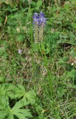 Phyteuma betonicifolium