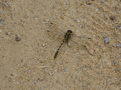 Onychogomphus uncatus