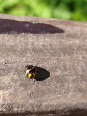 Harmonia axyridis