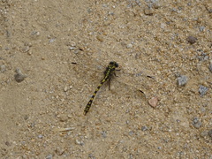 Onychogomphus uncatus