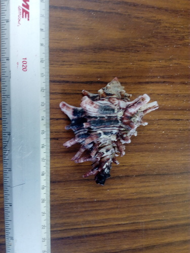 Hexaplex princeps