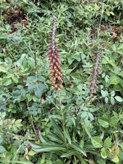 Digitalis parviflora