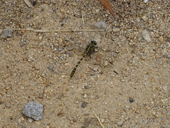 Onychogomphus uncatus