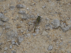 Onychogomphus uncatus