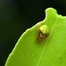 Araneus viridiventris - Photo (c) Native HK, alguns direitos reservados (CC BY-NC)