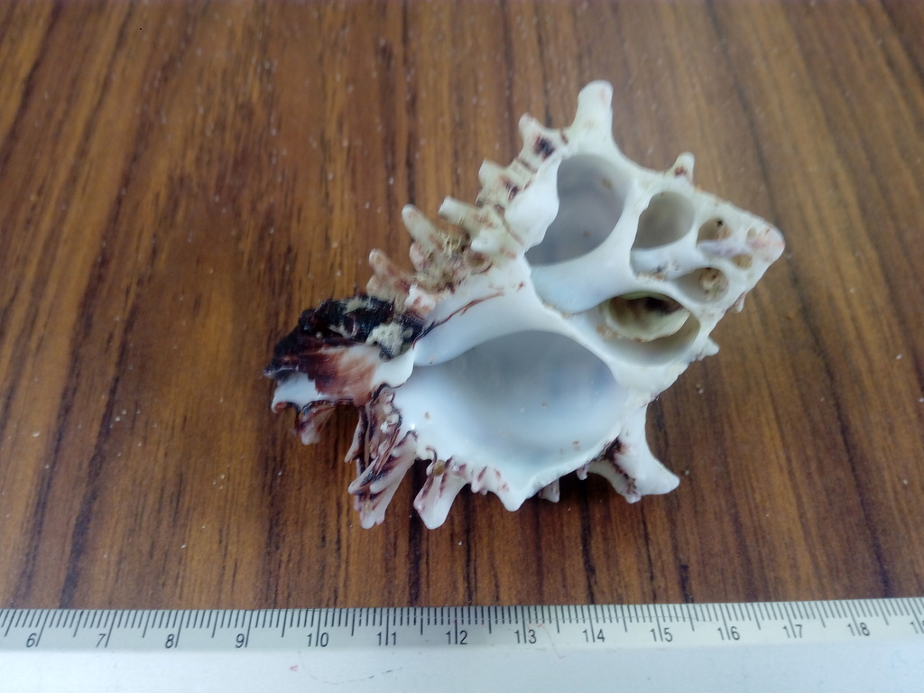 Hexaplex princeps